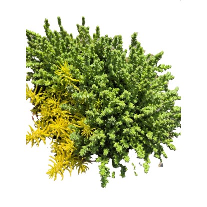 MONTANO Rozchodník (Sedum) rôzne druhy, pr. cca 18 cm MONTANO Rozchodník (Sedum) rôzne druhy, pr. cca 18 cm