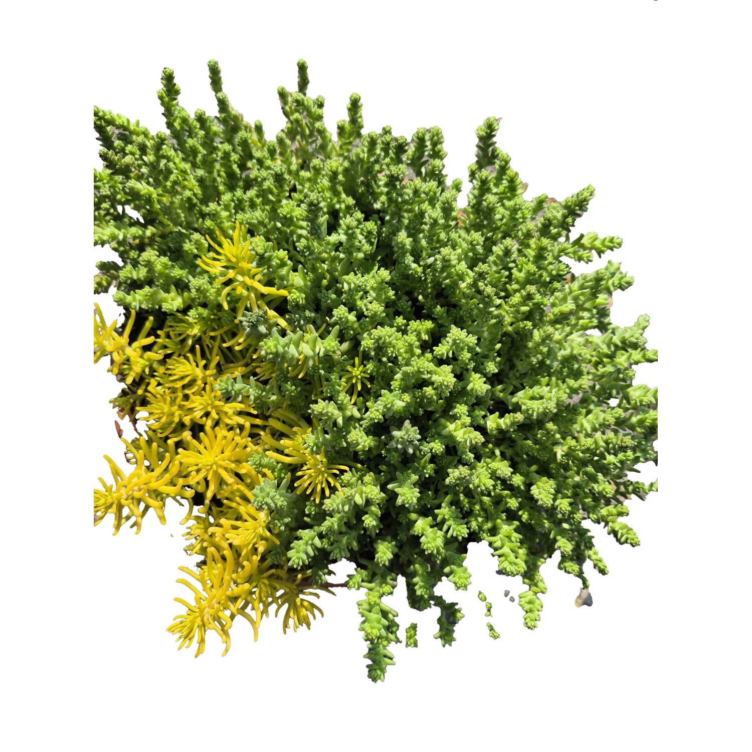MONTANO Rozchodník (Sedum) rôzne druhy, pr. cca 18 cm MONTANO Rozchodník (Sedum) rôzne druhy, pr. cca 18 cm