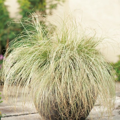 OBI Ostrica chocholatá "Frosted Curls" priemer kvetináča cca 17 cm Carex comans OBI Ostrica chocholatá "Frosted Curls" priemer kvetináča cca 17 cm Carex comans