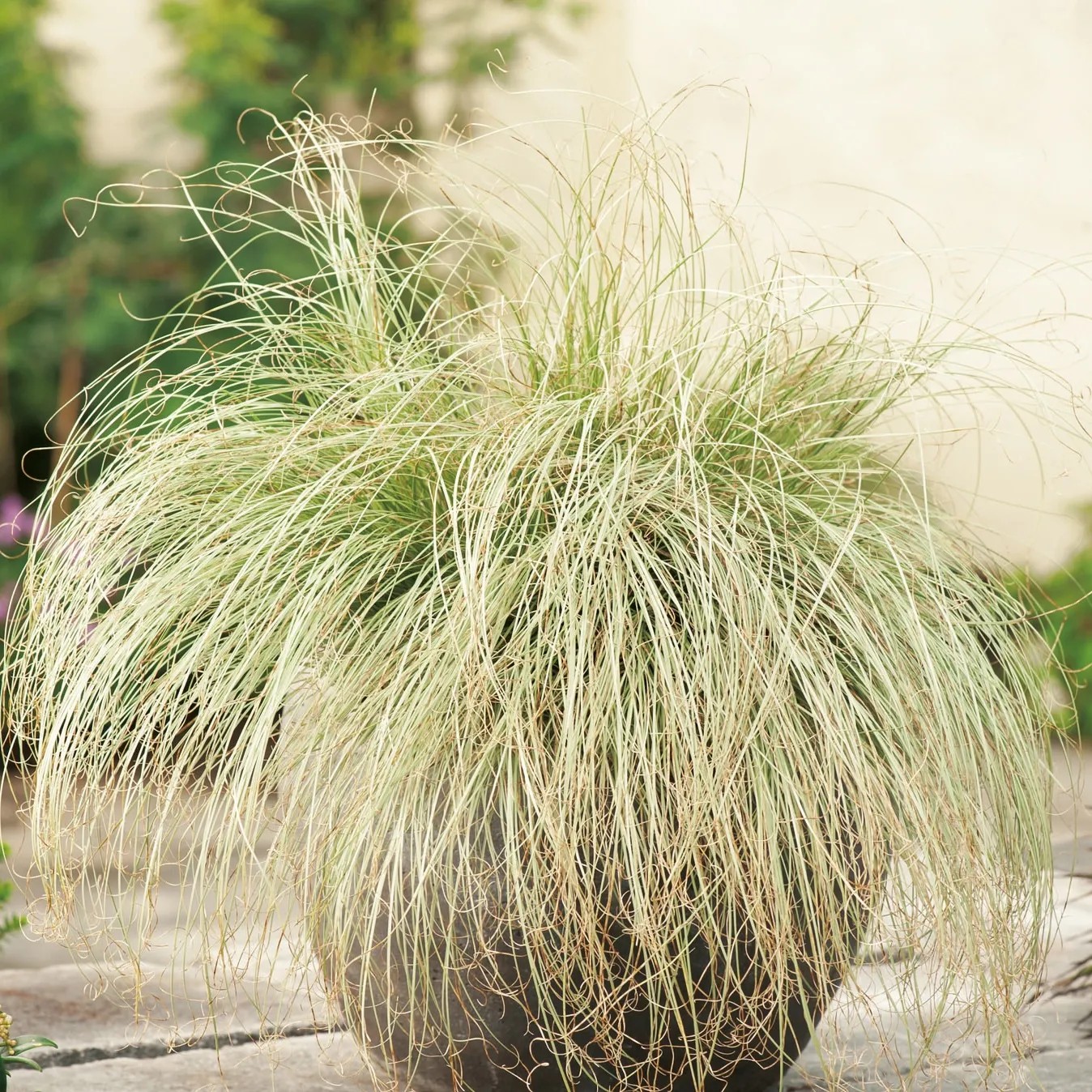 OBI Ostrica chocholatá "Frosted Curls" priemer kvetináča cca 17 cm Carex comans OBI Ostrica chocholatá "Frosted Curls" priemer kvetináča cca 17 cm Carex comans