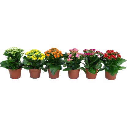 Kalanchoe Blossfeldova rôzne farby priemer kvetináča cca 12 cm Kalanchoe Kalanchoe Blossfeldova rôzne farby priemer kvetináča cca 12 cm Kalanchoe