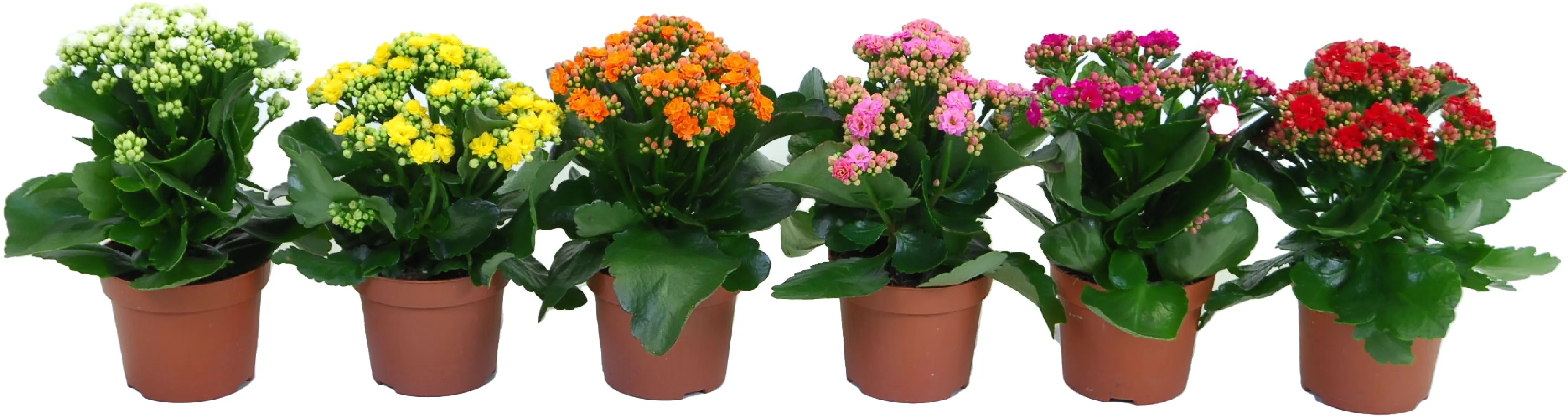 Kalanchoe Blossfeldova rôzne farby priemer kvetináča cca 12 cm Kalanchoe Kalanchoe Blossfeldova rôzne farby priemer kvetináča cca 12 cm Kalanchoe