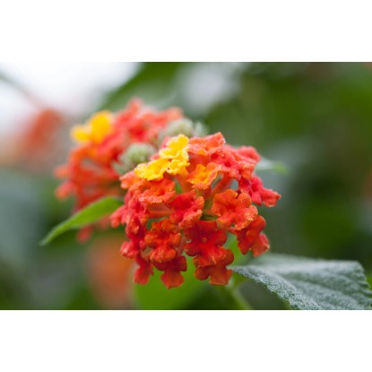 Lantana menlivá, priemer kvetináča cca 12 cm Lantana menlivá, priemer kvetináča cca 12 cm