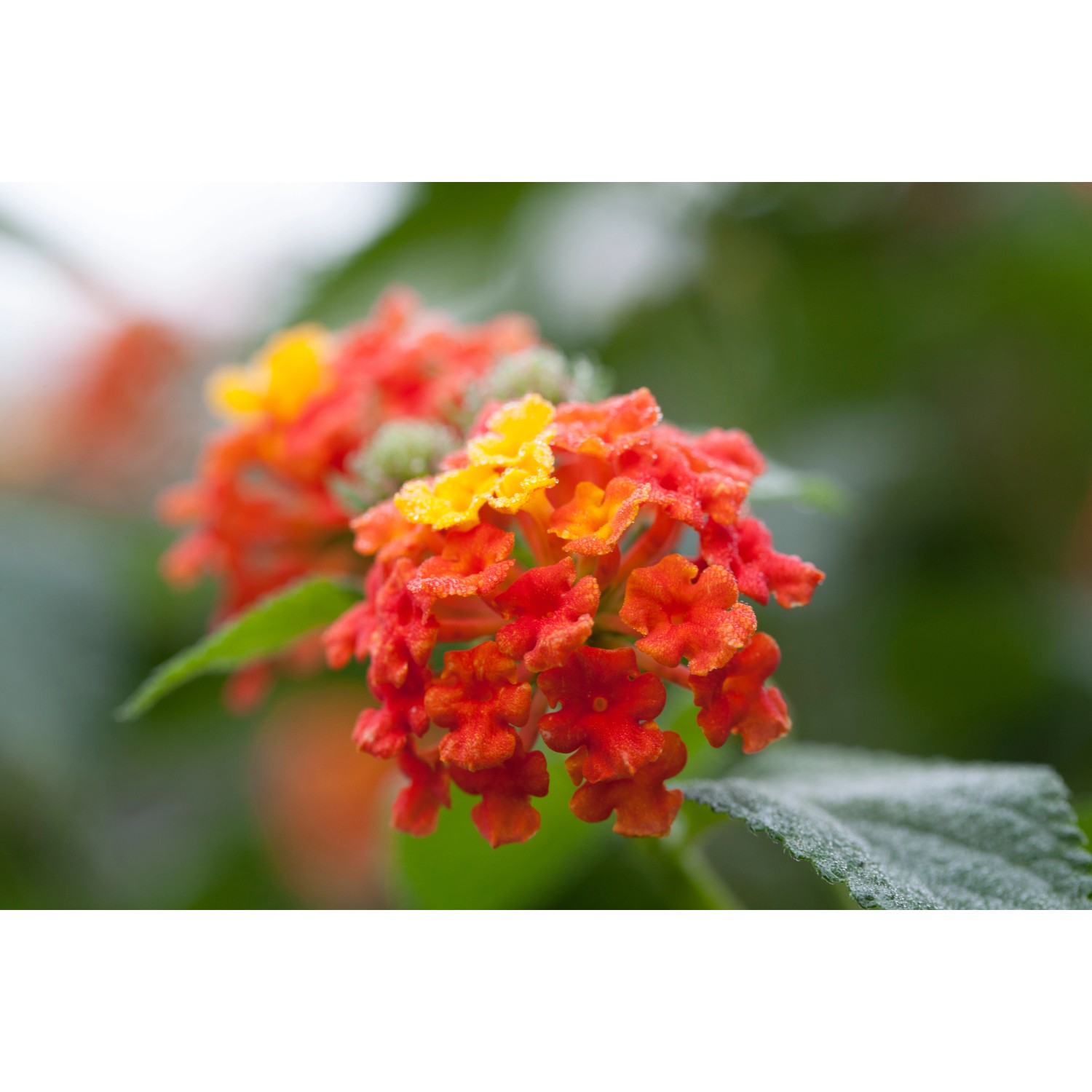 Lantana menlivá, priemer kvetináča cca 12 cm Lantana menlivá, priemer kvetináča cca 12 cm