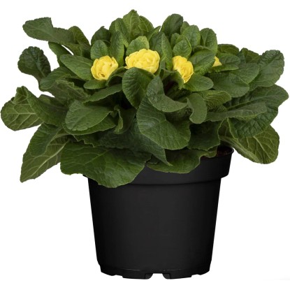 Grow by OBI Prvosienka bezbyľová (Primula acaulis) Dreamer pr. 13 cm Grow by OBI Prvosienka bezbyľová (Primula acaulis) Dreamer pr. 13 cm