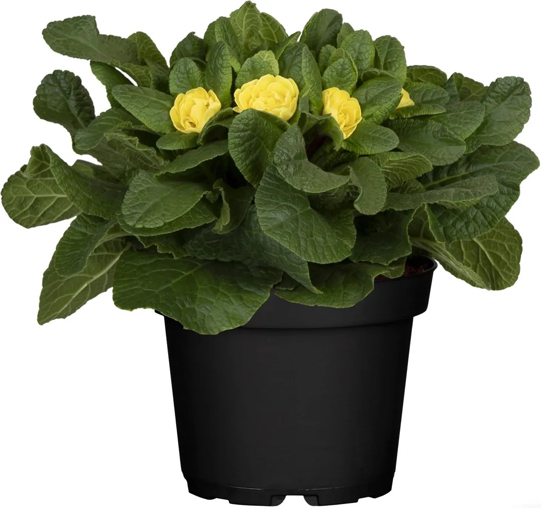 Grow by OBI Prvosienka bezbyľová (Primula acaulis) Dreamer pr. 13 cm Grow by OBI Prvosienka bezbyľová (Primula acaulis) Dreamer pr. 13 cm