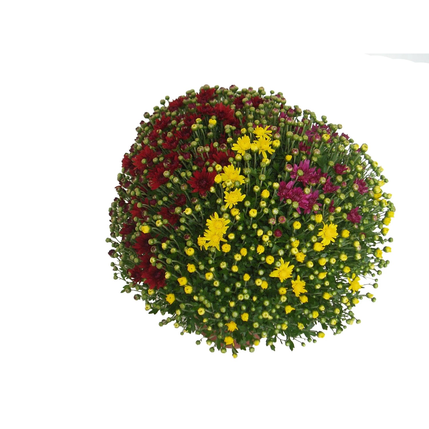 MONTANO Chryzantéma (Chrysanthemum) "TRIO", pr. cca 21 cm MONTANO Chryzantéma (Chrysanthemum) "TRIO", pr. cca 21 cm