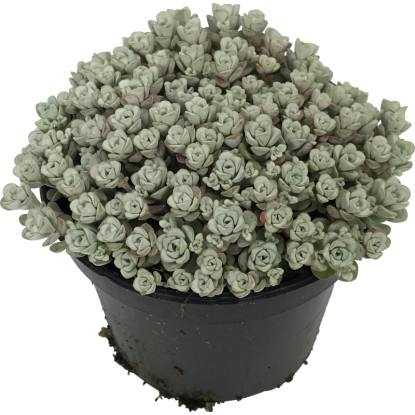 OBI Rozchodník biely priemer kvetináča cca 12 cm Sedum OBI Rozchodník biely priemer kvetináča cca 12 cm Sedum