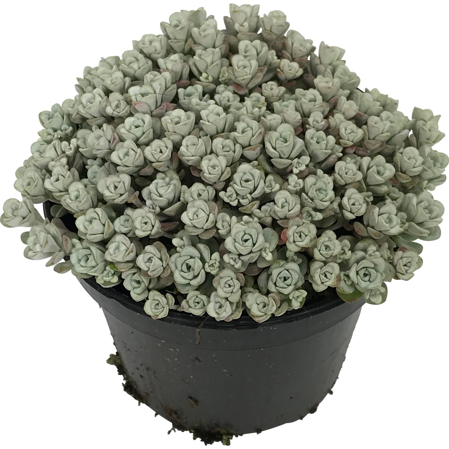 OBI Rozchodník biely priemer kvetináča cca 12 cm Sedum OBI Rozchodník biely priemer kvetináča cca 12 cm Sedum