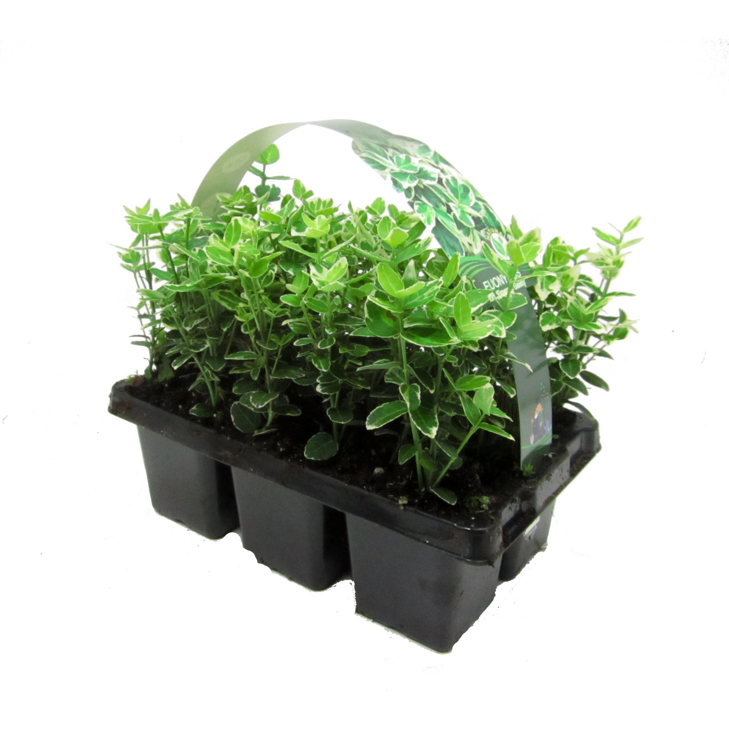 Emerald Brslen Fortuneov bielo žíhaný 6 ks Emerald Brslen Fortuneov bielo žíhaný 6 ks