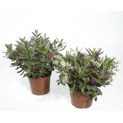 Hebe trojfarebné priemer kvetináča cca 12 cm zelené / pestré Hebe trojfarebné priemer kvetináča cca 12 cm zelené / pestré