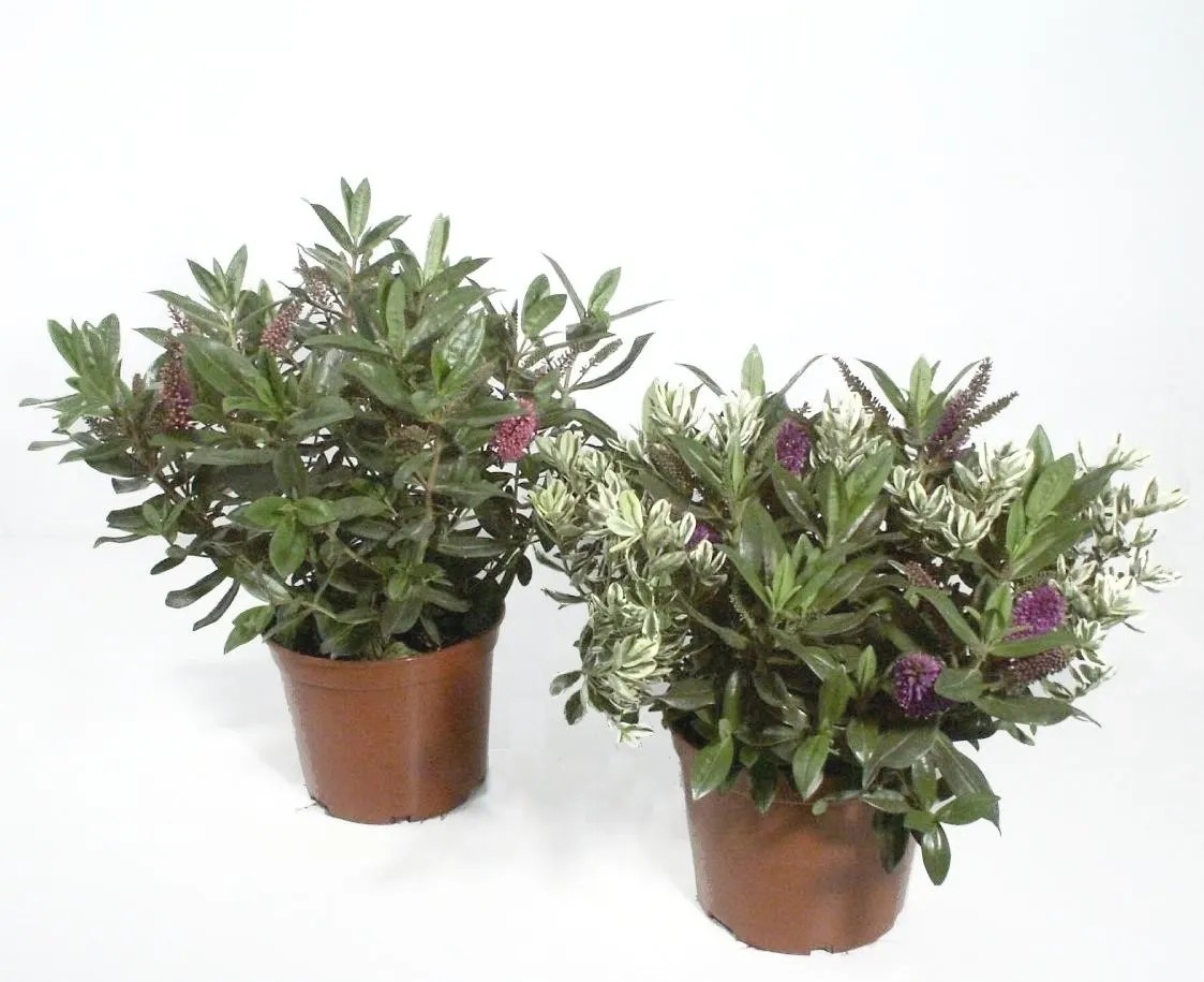 Hebe trojfarebné priemer kvetináča cca 12 cm zelené / pestré Hebe trojfarebné priemer kvetináča cca 12 cm zelené / pestré