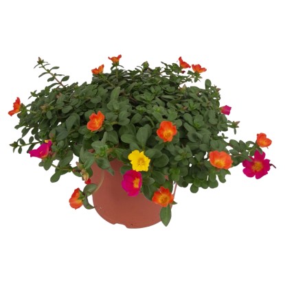 Landgard Portulaka veľkokvetá (Portulaca grandiflora) cca výška 15-20cm, pr.21cm Landgard Portulaka veľkokvetá (Portulaca grandiflora) cca výška 15-20cm, pr.21cm