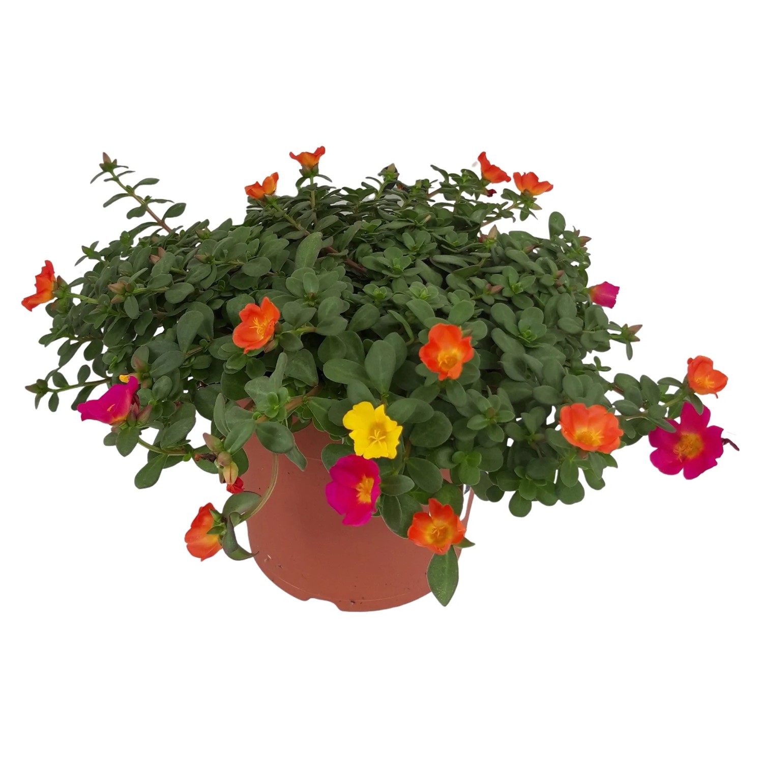 Landgard Portulaka veľkokvetá (Portulaca grandiflora) cca výška 15-20cm, pr.21cm Landgard Portulaka veľkokvetá (Portulaca grandiflora) cca výška 15-20cm, pr.21cm