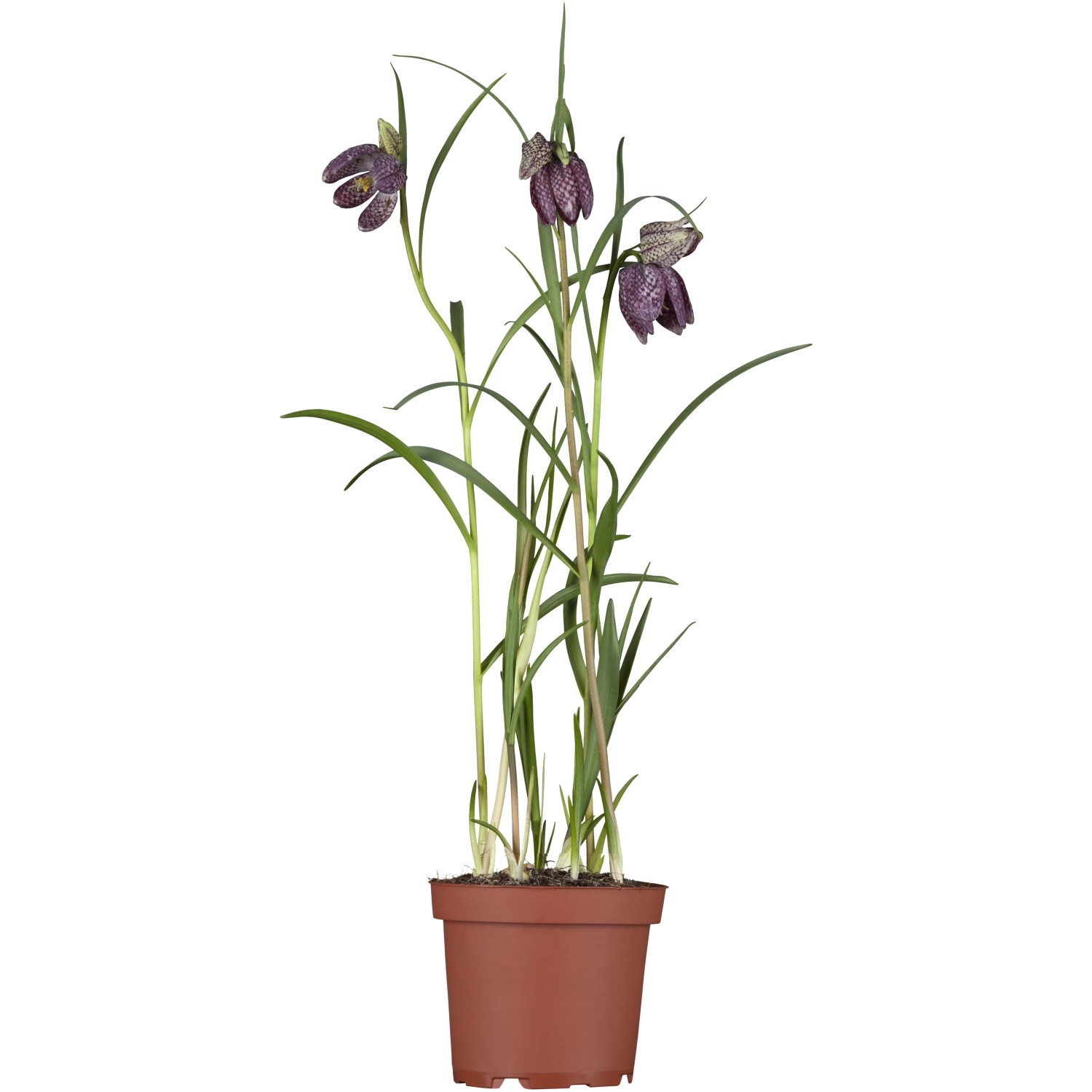 Landgard Rebčík kockovaný (Fritillaria meleagris) pr. 12 cm Landgard Rebčík kockovaný (Fritillaria meleagris) pr. 12 cm