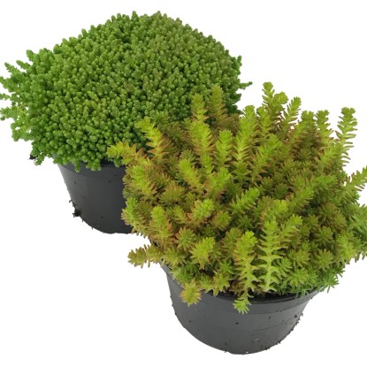OBI Rozchodník zelený priemer kvetináča cca 12 cm Sedum OBI Rozchodník zelený priemer kvetináča cca 12 cm Sedum
