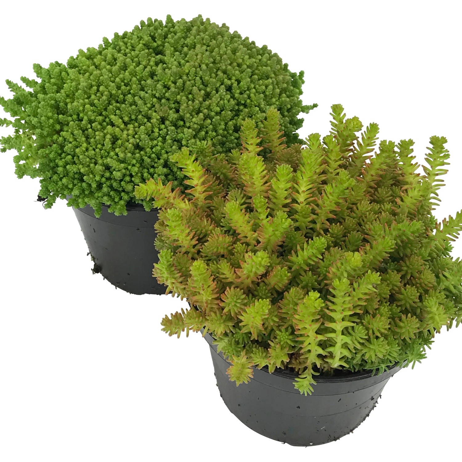 OBI Rozchodník zelený priemer kvetináča cca 12 cm Sedum OBI Rozchodník zelený priemer kvetináča cca 12 cm Sedum