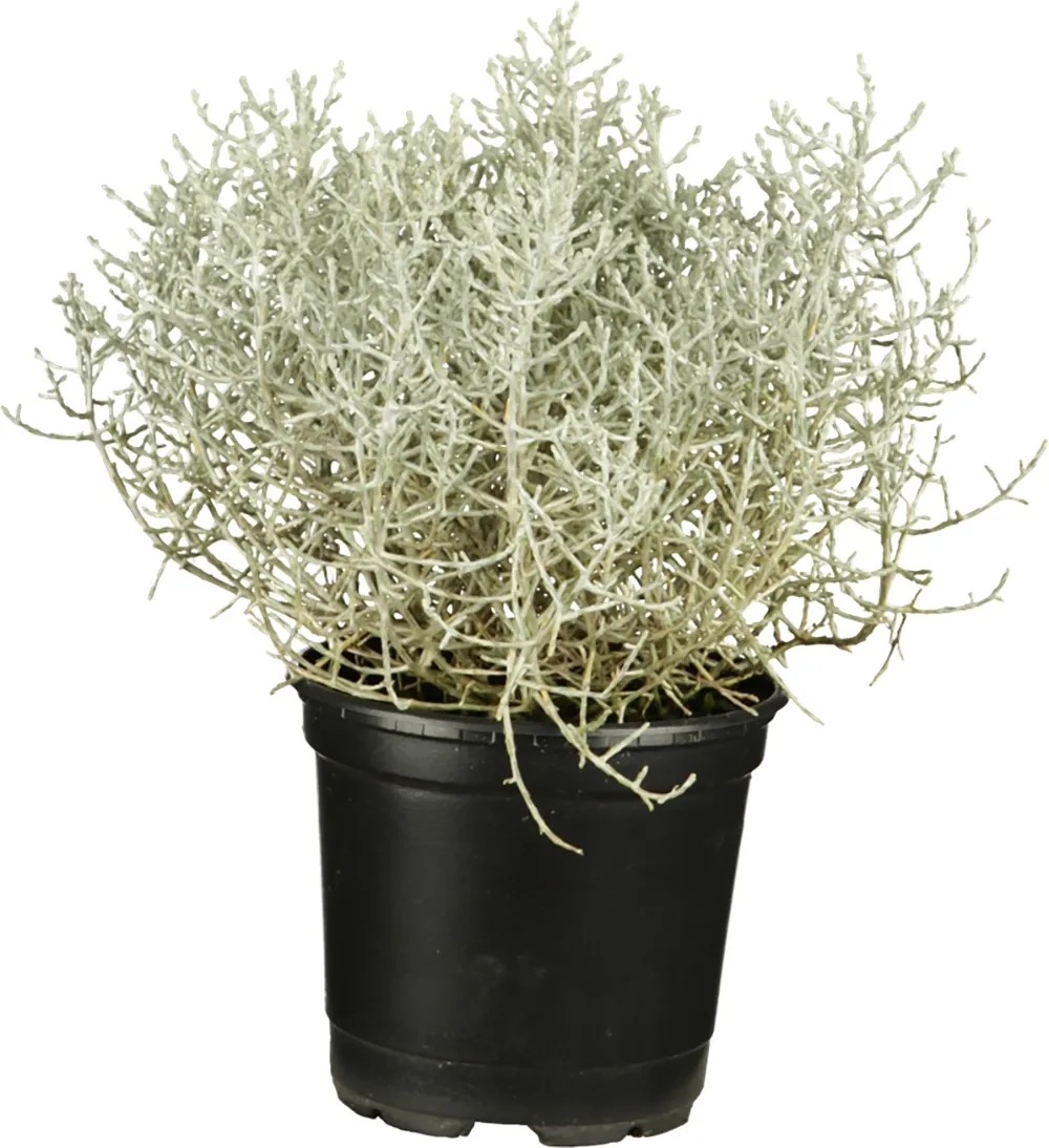 Strieborný drôtik priemer kvetináča cca 9 cm Calocephalus Strieborný drôtik priemer kvetináča cca 9 cm Calocephalus