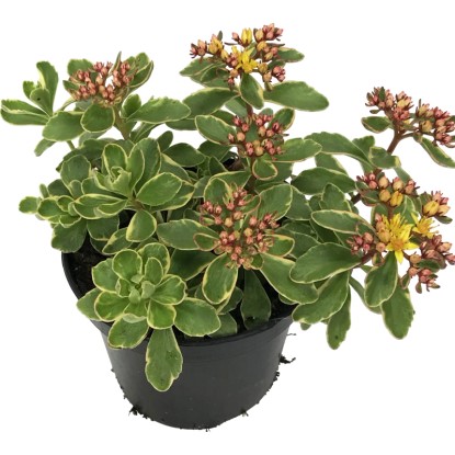 OBI Rozchodník viacfarebný priemer kvetináča cca 12 cm Sedum OBI Rozchodník viacfarebný priemer kvetináča cca 12 cm Sedum