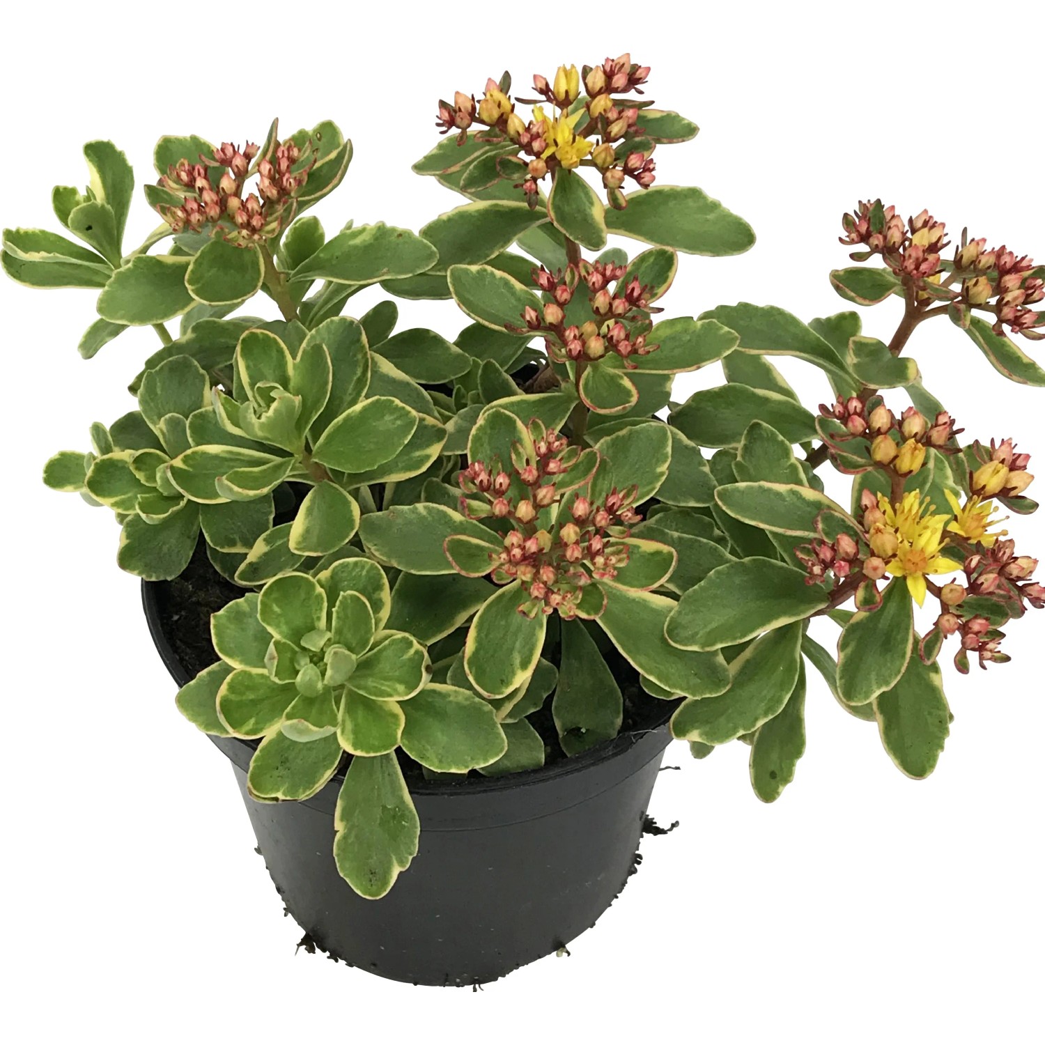 OBI Rozchodník viacfarebný priemer kvetináča cca 12 cm Sedum OBI Rozchodník viacfarebný priemer kvetináča cca 12 cm Sedum