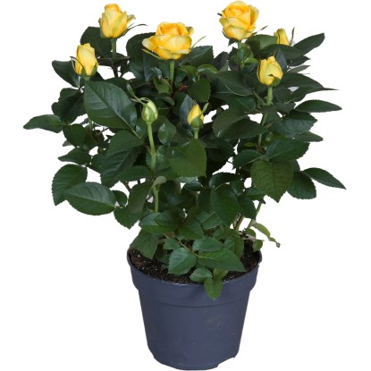 GROW by OBI Izbová ruža žltá výška cca 33 - 39 cm priemer kvetináča cca 13 cm GROW by OBI Izbová ruža žltá výška cca 33 - 39 cm priemer kvetináča cca 13 cm