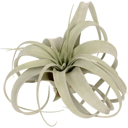 Tillandsia "Xerographica" Tillandsia "Xerographica"