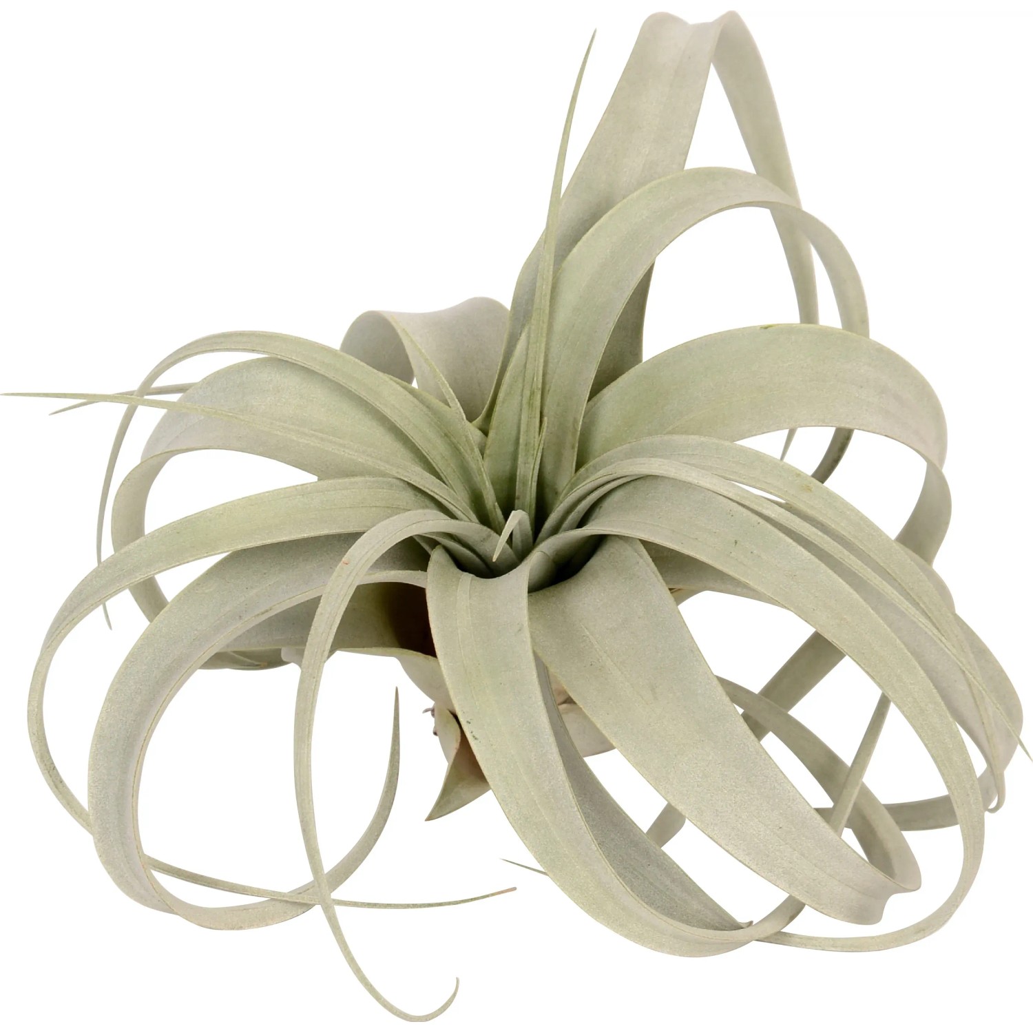 Tillandsia "Xerographica" Tillandsia "Xerographica"