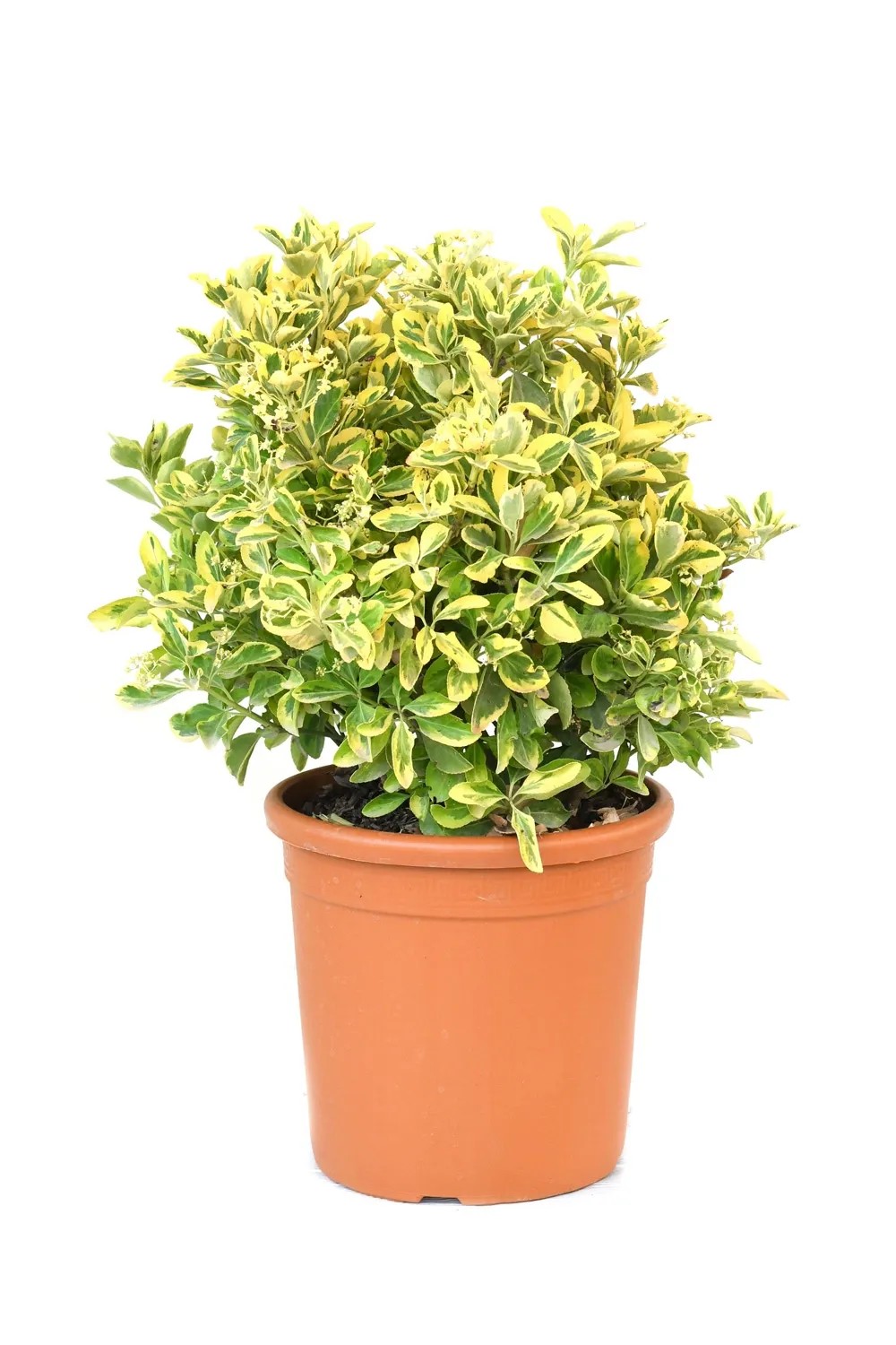 GROW by OBI Bršlen japonský "Aureus" (Euonymus japonicus), 25 cm, kv. cca 10 l GROW by OBI Bršlen japonský "Aureus" (Euonymus japonicus), 25 cm, kv. cca 10 l