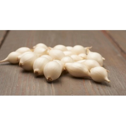 GardenSeed Premium Semienka Cibuľa sadzačka jarná biela / sladká Snowball, 250 g GardenSeed Premium Semienka Cibuľa sadzačka jarná biela / sladká Snowball, 250 g