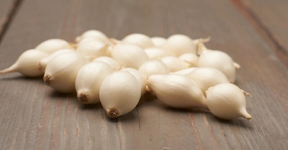 GardenSeed Premium Semienka Cibuľa sadzačka jarná biela / sladká Snowball, 250 g GardenSeed Premium Semienka Cibuľa sadzačka jarná biela / sladká Snowball, 250 g