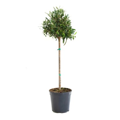 GROW by OBI Olivovník európsky (Olea europaea) na kmienku, cca 35 cm, kv. 5 l GROW by OBI Olivovník európsky (Olea europaea) na kmienku, cca 35 cm, kv. 5 l