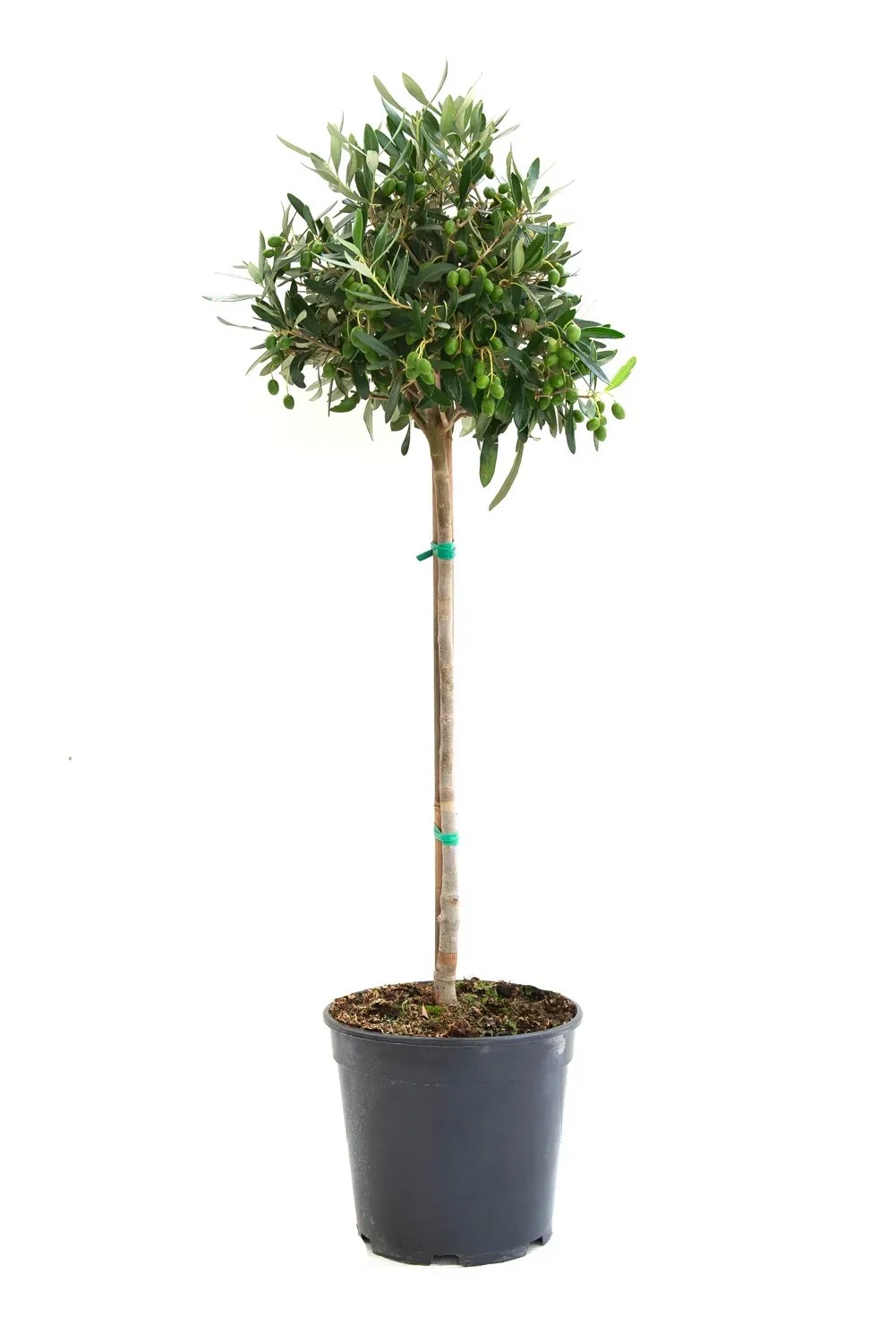 GROW by OBI Olivovník európsky (Olea europaea) na kmienku, cca 35 cm, kv. 5 l GROW by OBI Olivovník európsky (Olea europaea) na kmienku, cca 35 cm, kv. 5 l