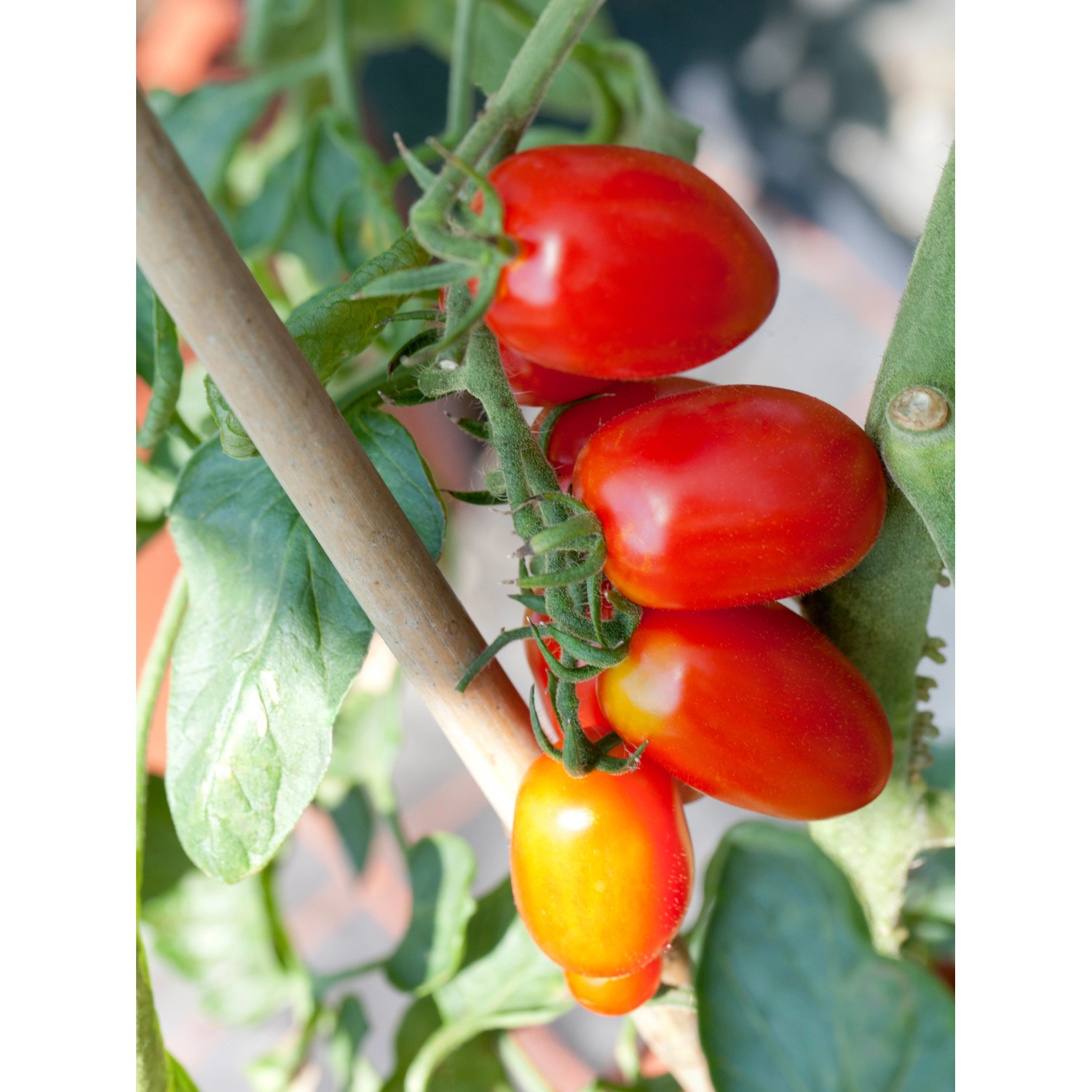 Rajčiak jedlý oválny priemer kvetináča cca 9 cm Rajčiak jedlý oválny priemer kvetináča cca 9 cm