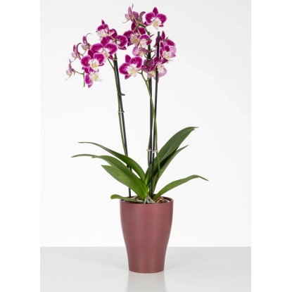 Kvetináč na orchidey Scheurich 608 vo farbe Marsala s kvitnúcou orchideou, Ø 13 cm. Kvetináč na orchidey Scheurich 608 vo farbe Marsala s kvitnúcou orchideou, Ø 13 cm.