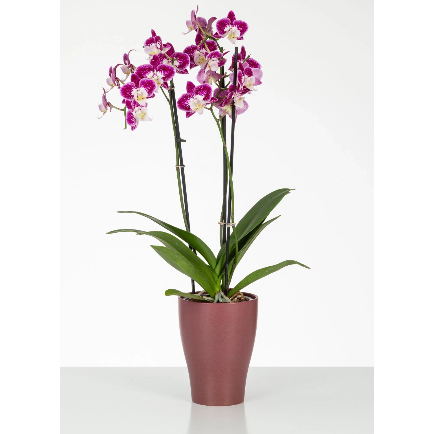 Kvetináč na orchidey Scheurich 608 vo farbe Marsala s kvitnúcou orchideou, Ø 13 cm. Kvetináč na orchidey Scheurich 608 vo farbe Marsala s kvitnúcou orchideou, Ø 13 cm.