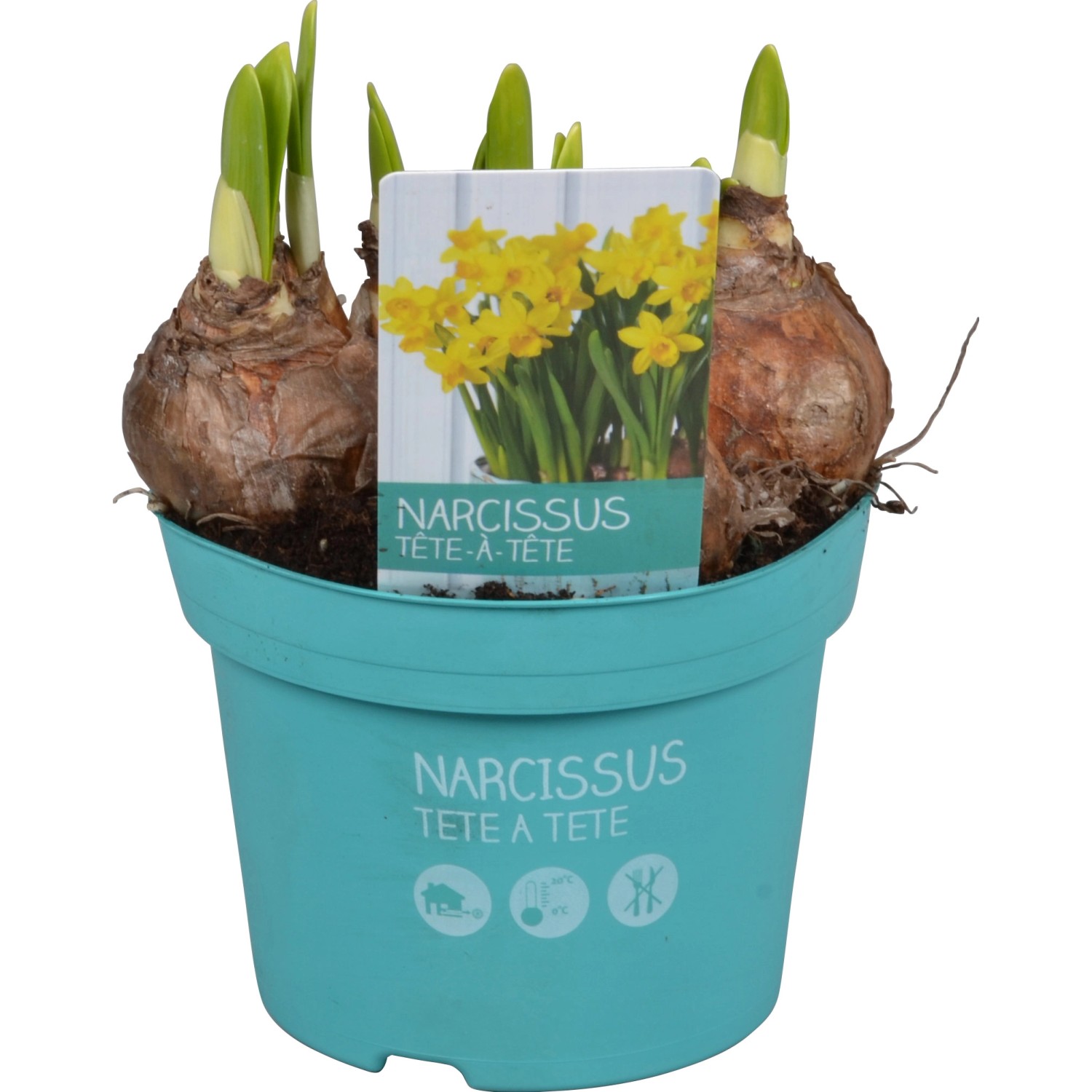 Narcisy "Tete a Tete Diamond Collection" cca 12 cm rôzne farby Narcisy "Tete a Tete Diamond Collection" cca 12 cm rôzne farby