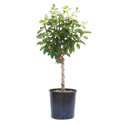 GROW by OBI Slivka slivka (Prunus domestica) "Goldust" výška 40 cm, 10 l GROW by OBI Slivka slivka (Prunus domestica) "Goldust" výška 40 cm, 10 l