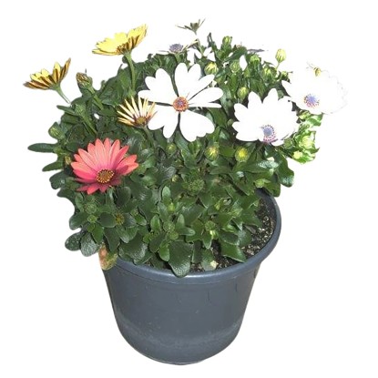 Landgard Kapská margaréta (Osteospermum) Trio cca výška 20-30 cm, pr. 17 cm Landgard Kapská margaréta (Osteospermum) Trio cca výška 20-30 cm, pr. 17 cm