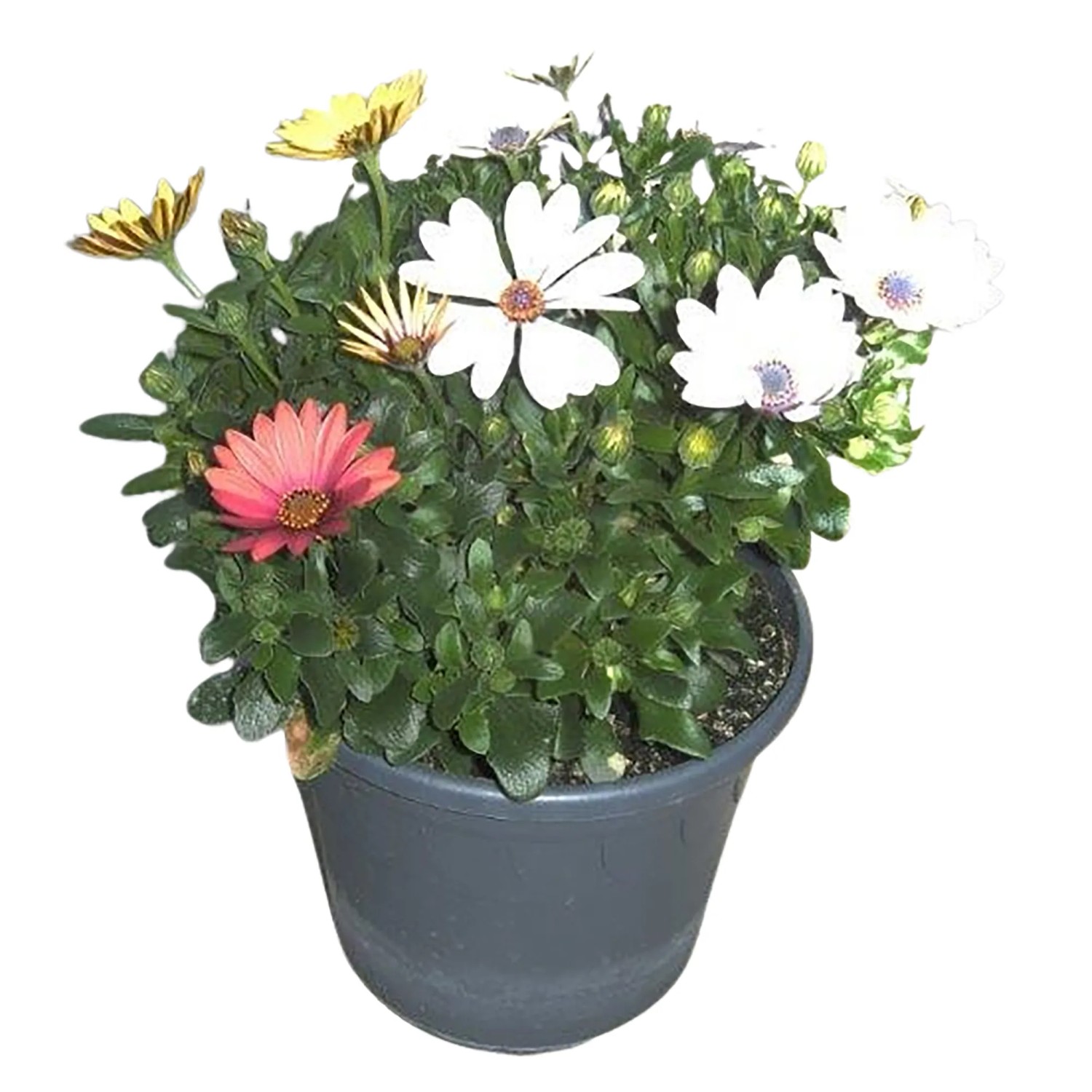 Landgard Kapská margaréta (Osteospermum) Trio cca výška 20-30 cm, pr. 17 cm Landgard Kapská margaréta (Osteospermum) Trio cca výška 20-30 cm, pr. 17 cm