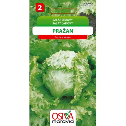 Semienka Šalát ľadový Pražan (Latuca sativa) Semienka Šalát ľadový Pražan (Latuca sativa)