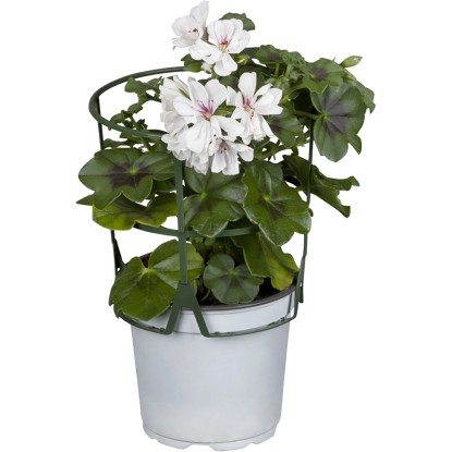 Pelargónia štítovitolistá prevísavá priemer cca 13 cm Pelargonium peltatum Pelargónia štítovitolistá prevísavá priemer cca 13 cm Pelargonium peltatum