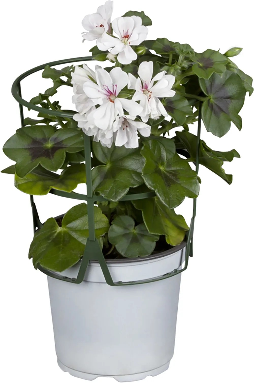 Pelargónia štítovitolistá prevísavá priemer cca 13 cm Pelargonium peltatum Pelargónia štítovitolistá prevísavá priemer cca 13 cm Pelargonium peltatum