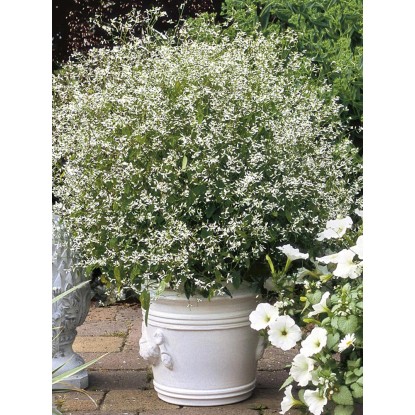 OBI Mliečnik ľubovníkolistý priemer kvetináča cca 11 cm Euphorbia OBI Mliečnik ľubovníkolistý priemer kvetináča cca 11 cm Euphorbia