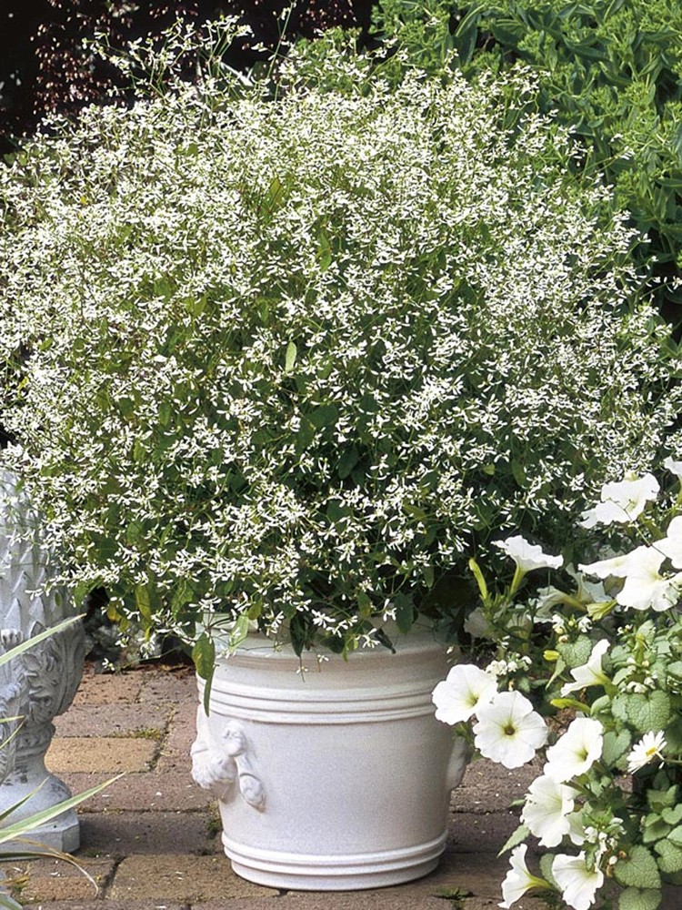 OBI Mliečnik ľubovníkolistý priemer kvetináča cca 11 cm Euphorbia OBI Mliečnik ľubovníkolistý priemer kvetináča cca 11 cm Euphorbia