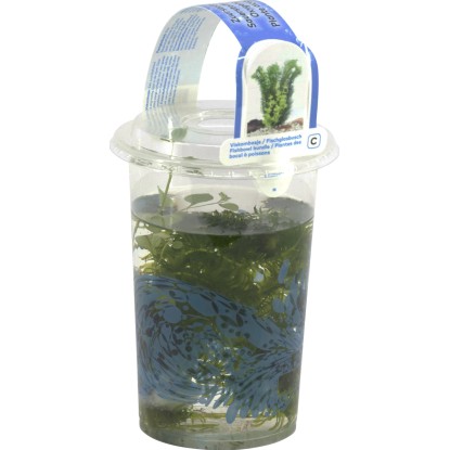 OBI Vodné rastliny 3 druhy v nádobe s priemerom cca 11 cm OBI Vodné rastliny 3 druhy v nádobe s priemerom cca 11 cm