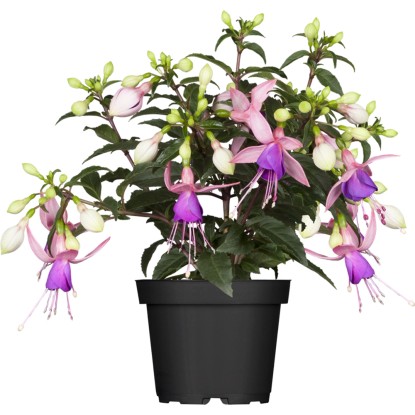 OBI Fuksia vzpriamená rôzne farby priemer kvetináča cca 12 cm Fuchsia OBI Fuksia vzpriamená rôzne farby priemer kvetináča cca 12 cm Fuchsia