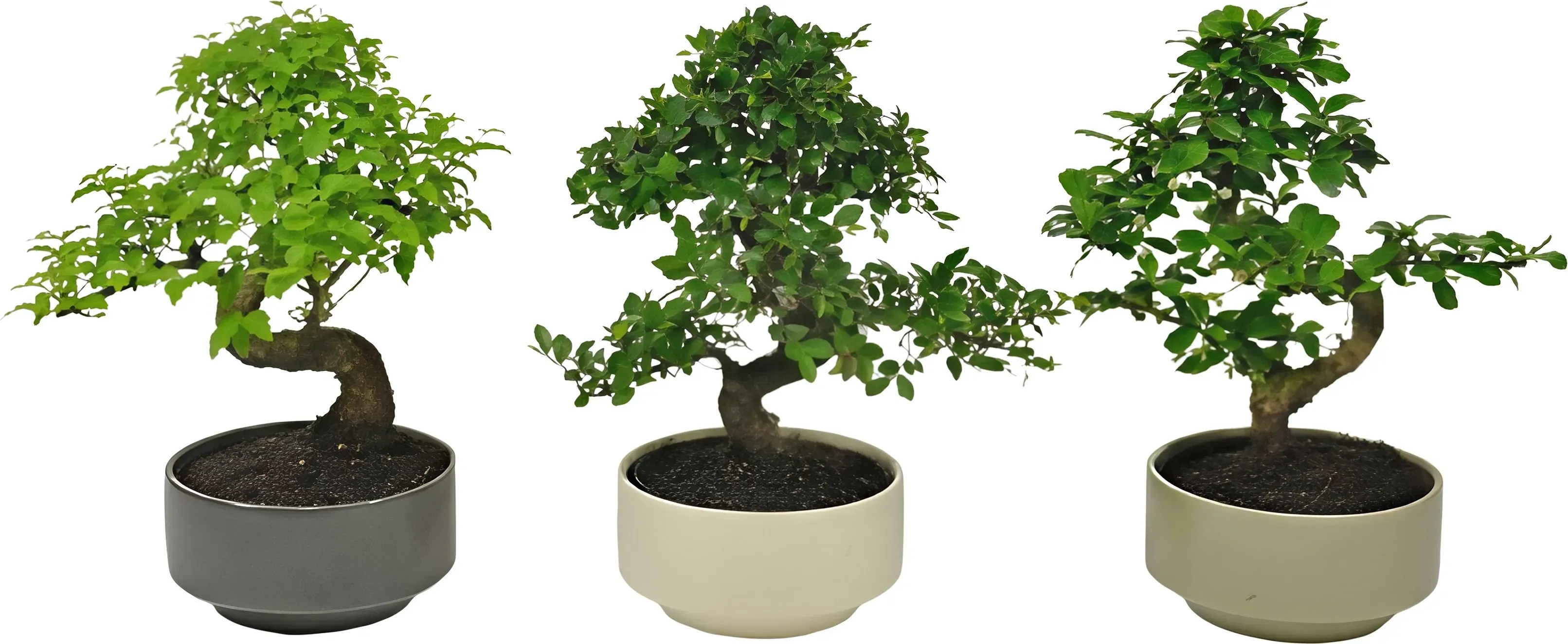 Bonsaj v minimalistickom keramickom kvetináči, rôzne druhy, pr. kv. 15 cm Bonsaj v minimalistickom keramickom kvetináči, rôzne druhy, pr. kv. 15 cm