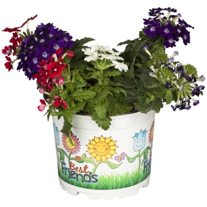 GROW by OBI Železník záhradný (Verbena Hybride) "Trio" výška 15-20 cm GROW by OBI Železník záhradný (Verbena Hybride) "Trio" výška 15-20 cm