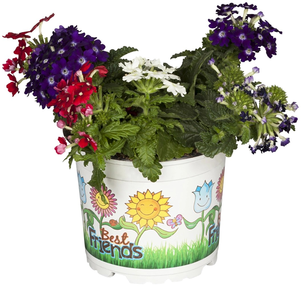 GROW by OBI Železník záhradný (Verbena Hybride) "Trio" výška 15-20 cm GROW by OBI Železník záhradný (Verbena Hybride) "Trio" výška 15-20 cm