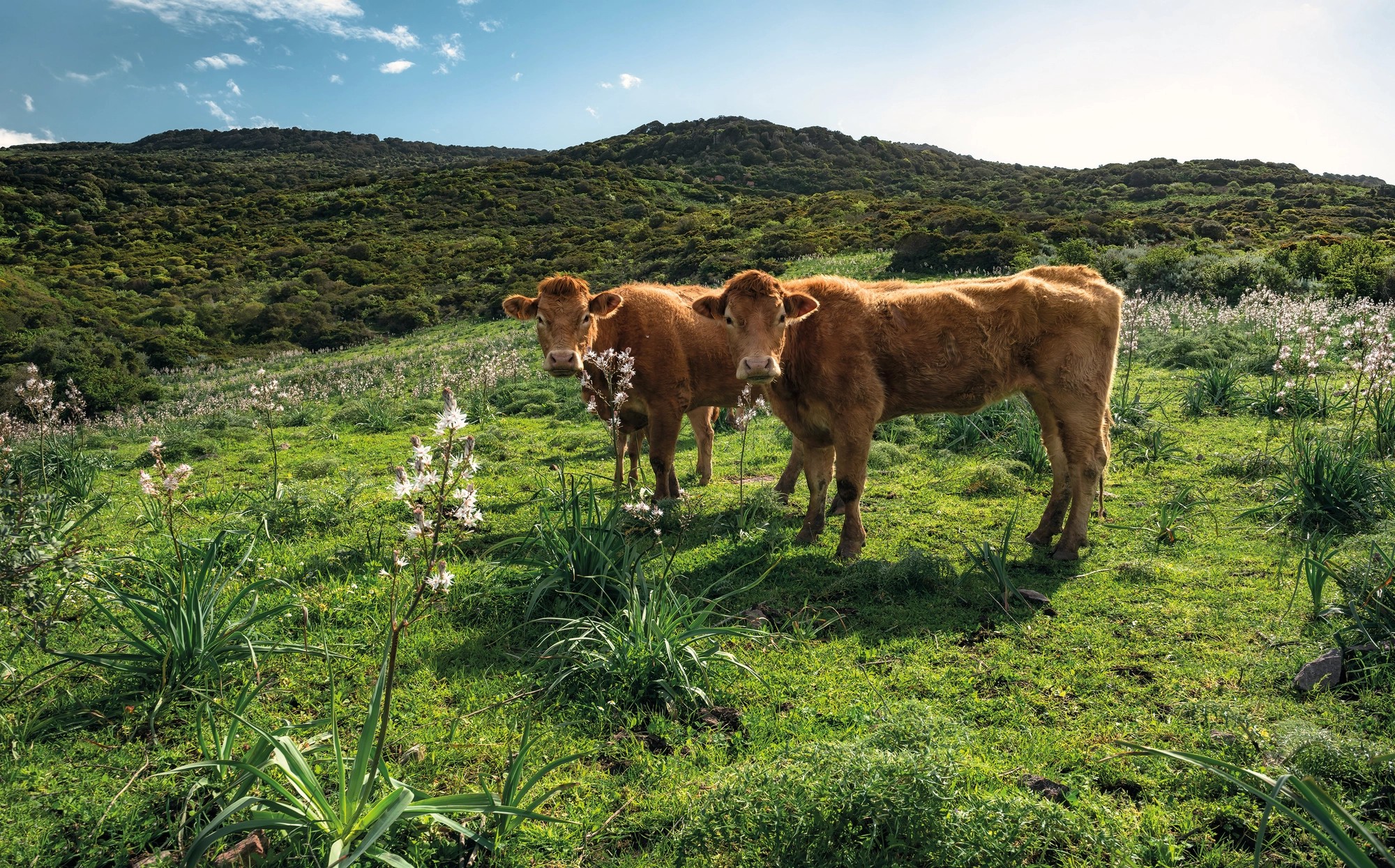 Komar Vliesová fototapeta Cow Paradise 450 x 280 cm Komar Vliesová fototapeta Cow Paradise 450 x 280 cm